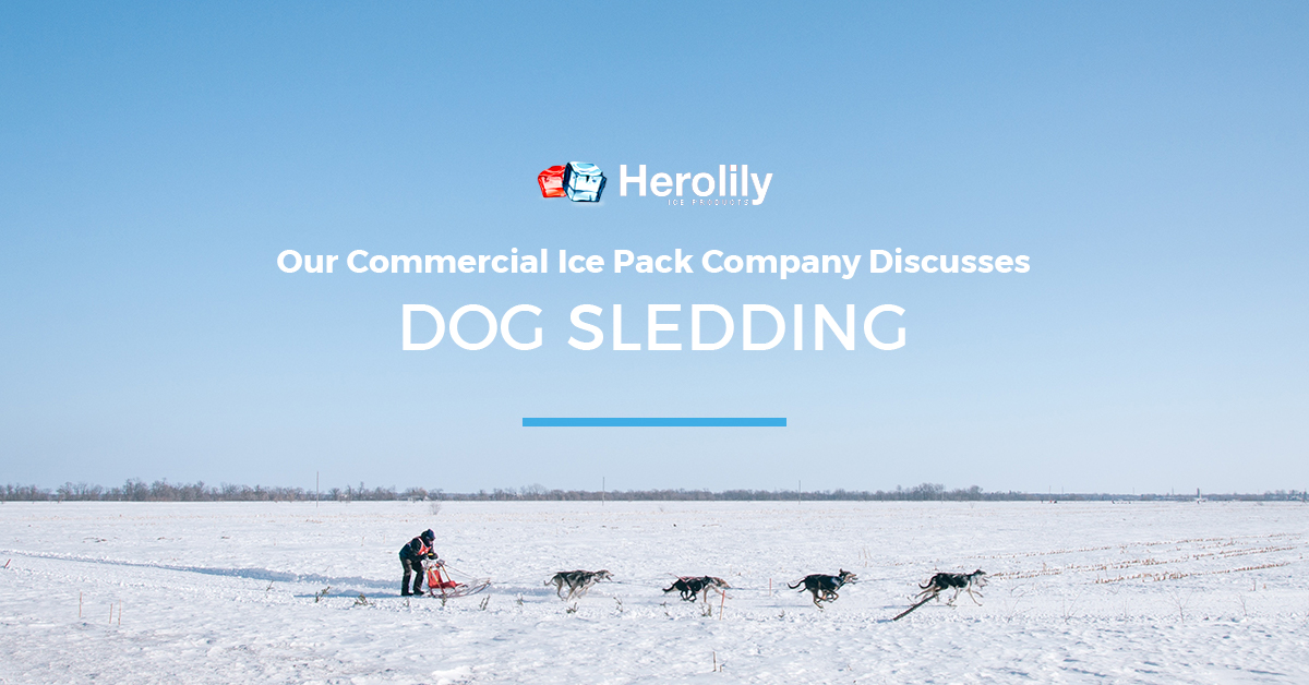dog sledding